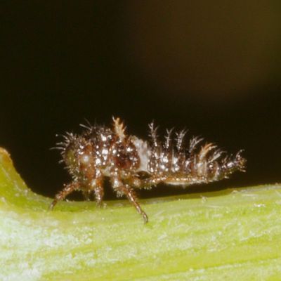 Publilia modesta nymph