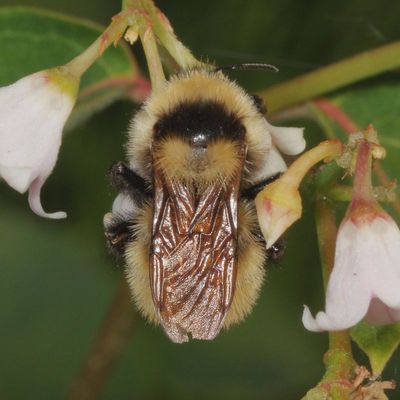 Bombus fervidus * Golden Northern Bumble Bee