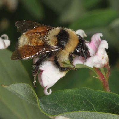 Bombus fervidus * Golden Northern Bumble Bee