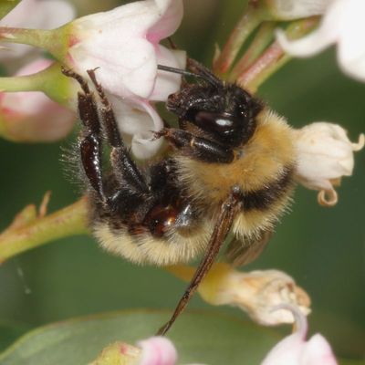 Bombus fervidus * Golden Northern Bumble Bee