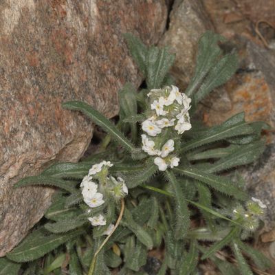 Oreocarya flavoculata * Yellow-eyed Cryptantha