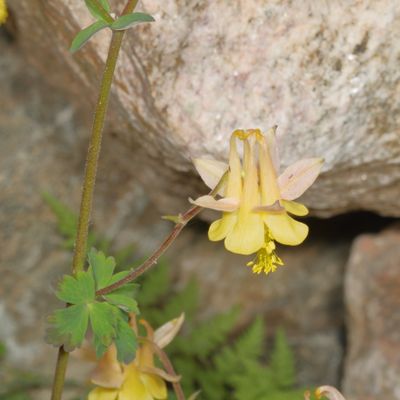 Aquilegia flavescens * Yellow Columbine
