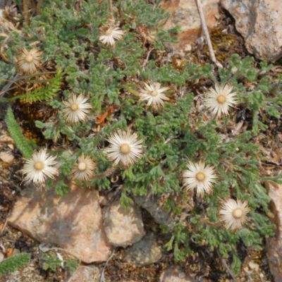 Erigeron compositus * Cut-leaf Fleabane
