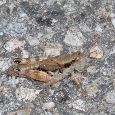 Genus Melanoplus