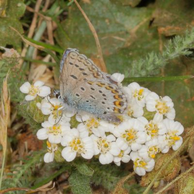 Northern Blue