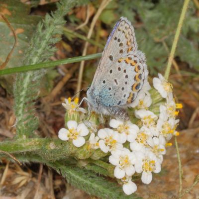 Northern Blue