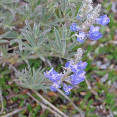 Lupinus argenteus * Silvery Lupine