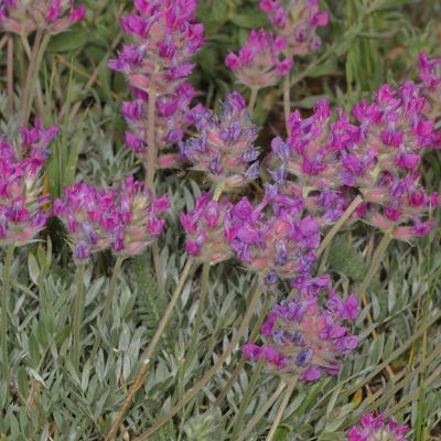 Oxytropis besseyi * Bessey's Locoweed