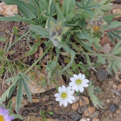 Cerastium arvense * Field Chickweed