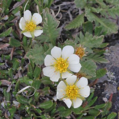Genus Dryas * Mountain-Avens 