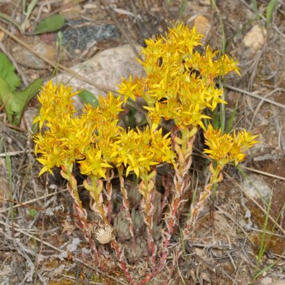 Sedum lanceolatum * Lanceleaf Stonecrop