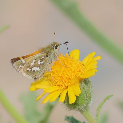 Juba Skipper