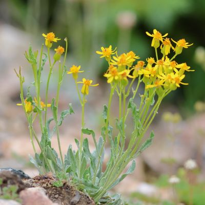 Packera cana * Woolly Groundsel