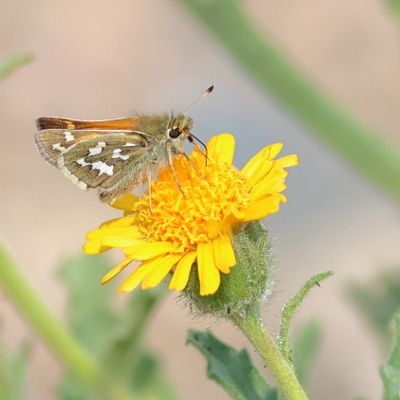 Juba Skipper