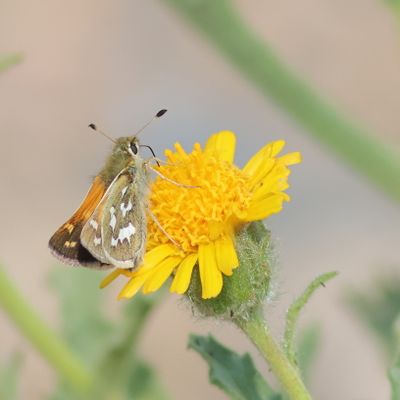 Juba Skipper