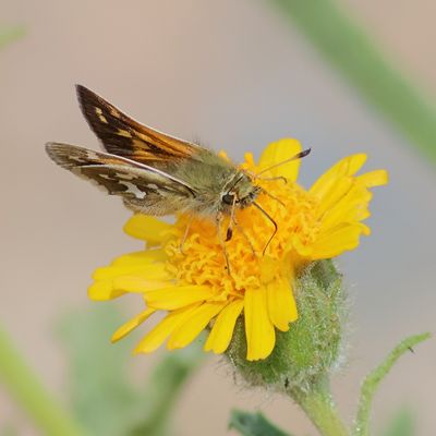 Juba Skipper