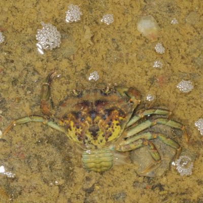 Carcinus maenas * European Green Crab