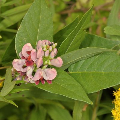 Apios americana * American Groundnut