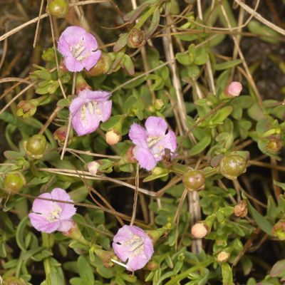 Agalinis maritima * Saltmarsh False Foxglove