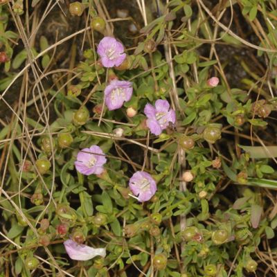 Agalinis maritima * Saltmarsh False Foxglove