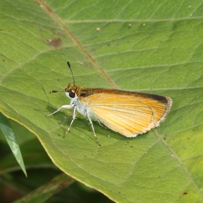Least Skipper