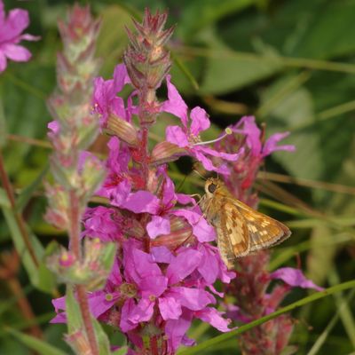 Peck's Skipper