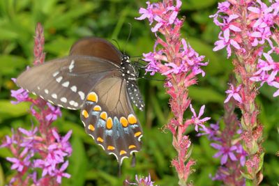 Spicebush Swallowtail