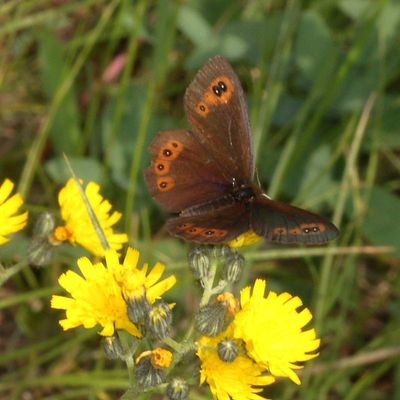 Common Alpine