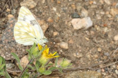 Western White