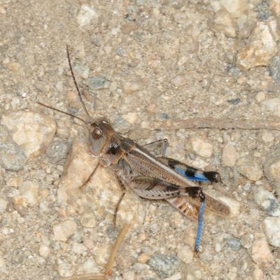 Genus Aulocara ♂
