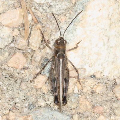 Genus Aulocara ♂