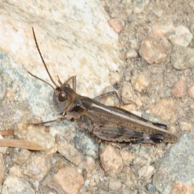 Genus Aulocara ♂