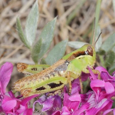 Genus Melanoplus