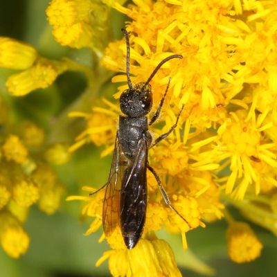 Sapygidae : Club-horned Wasps