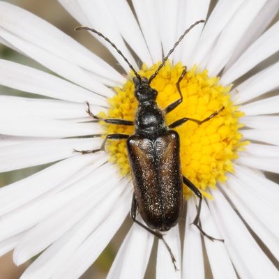 Gnathacmaeops pratensis