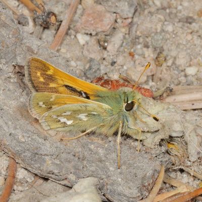 Western Branded Skipper