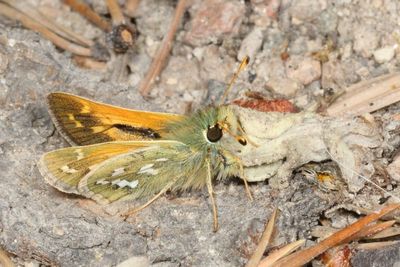Western Branded Skipper