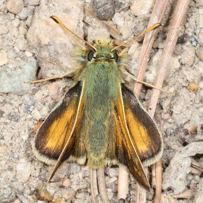 Western Branded Skipper