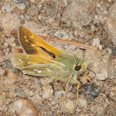 Western Branded Skipper