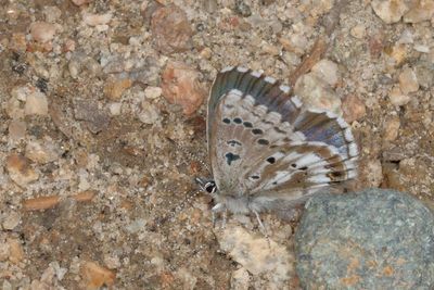 Arrowhead Blue
