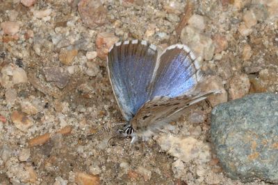 Arrowhead Blue