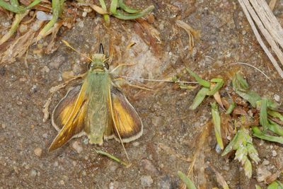 Western Branded Skipper