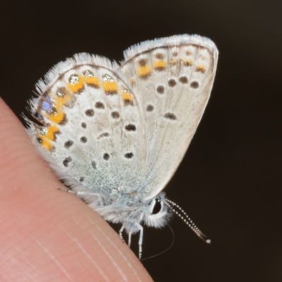 Northern Blue