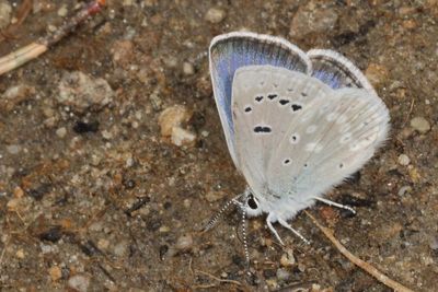 Boisduval's Blue