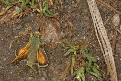 Western Branded Skipper