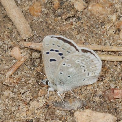 Boisduval's Blue