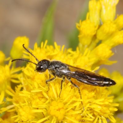 Krombeinopyga aculeata