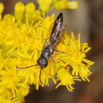 Krombeinopyga aculeata