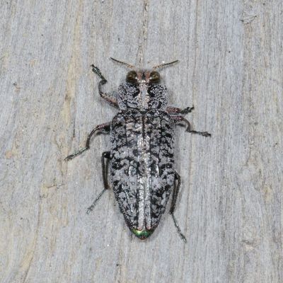 Chrysobothris breviloba