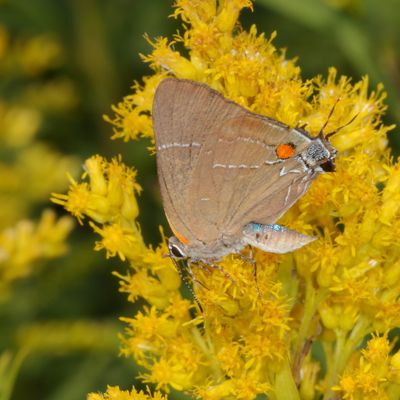 White M Hairstreak